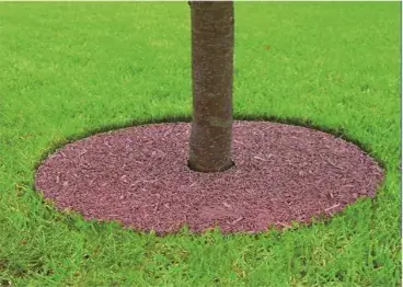 Rubber Tree Surround — photo 4